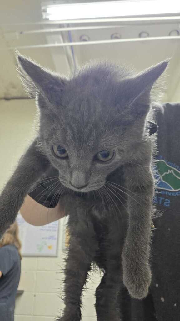 Picture of the Animal Listed