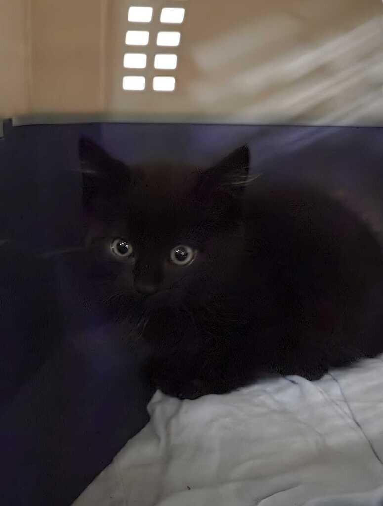 Picture of the Animal Listed