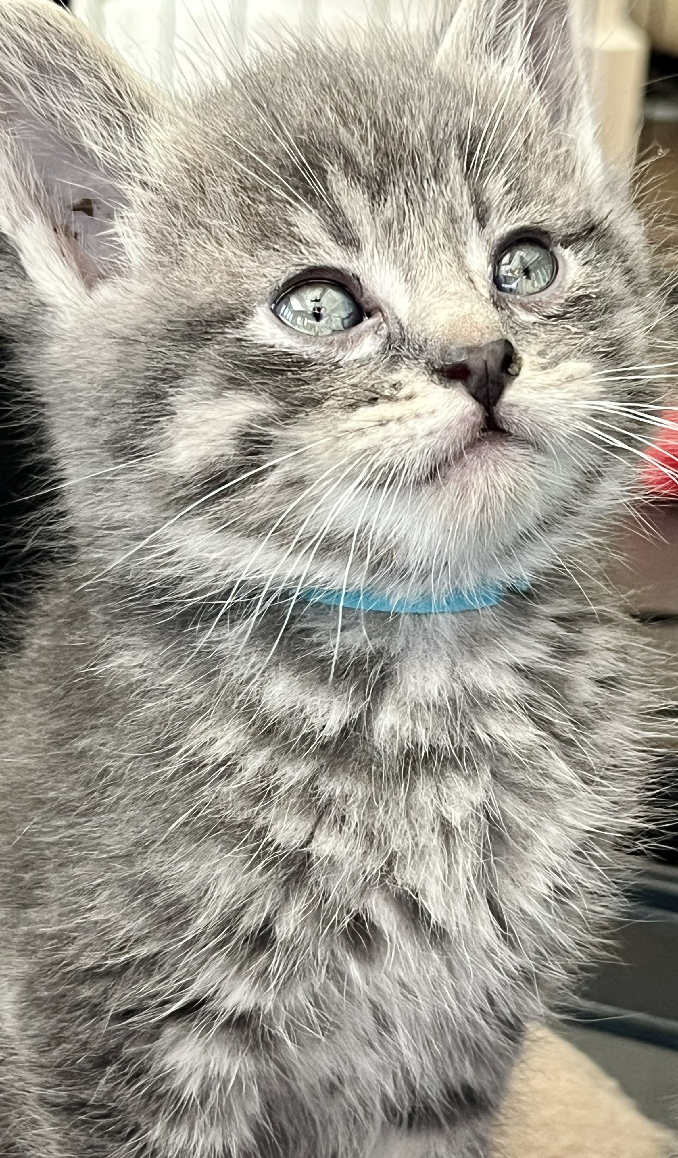 Picture of the Animal Listed