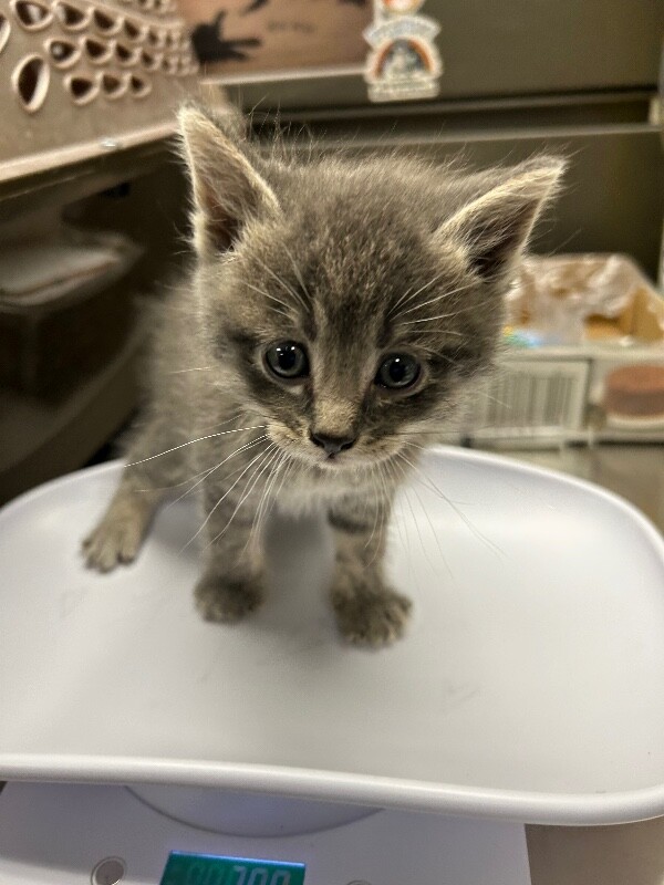 Picture of the Animal Listed