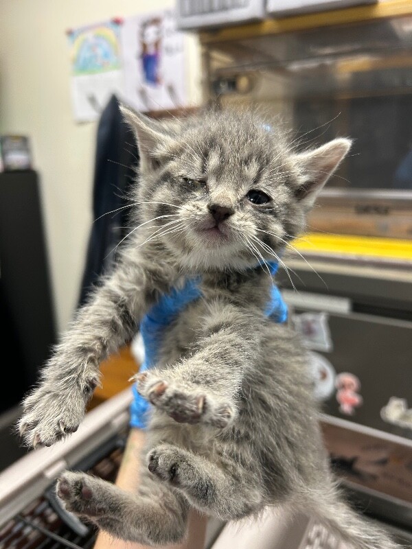 Picture of the Animal Listed