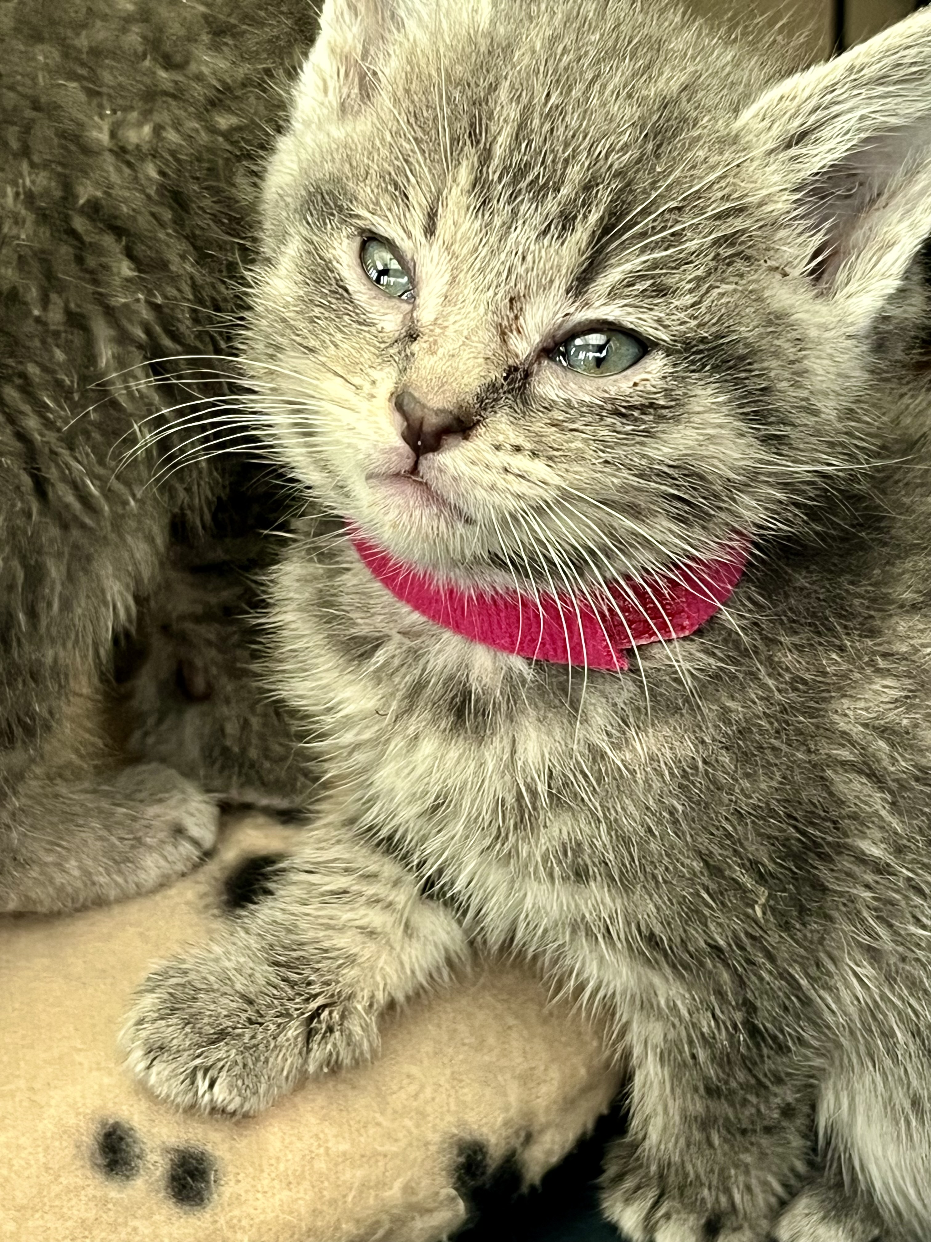 Picture of the Animal Listed