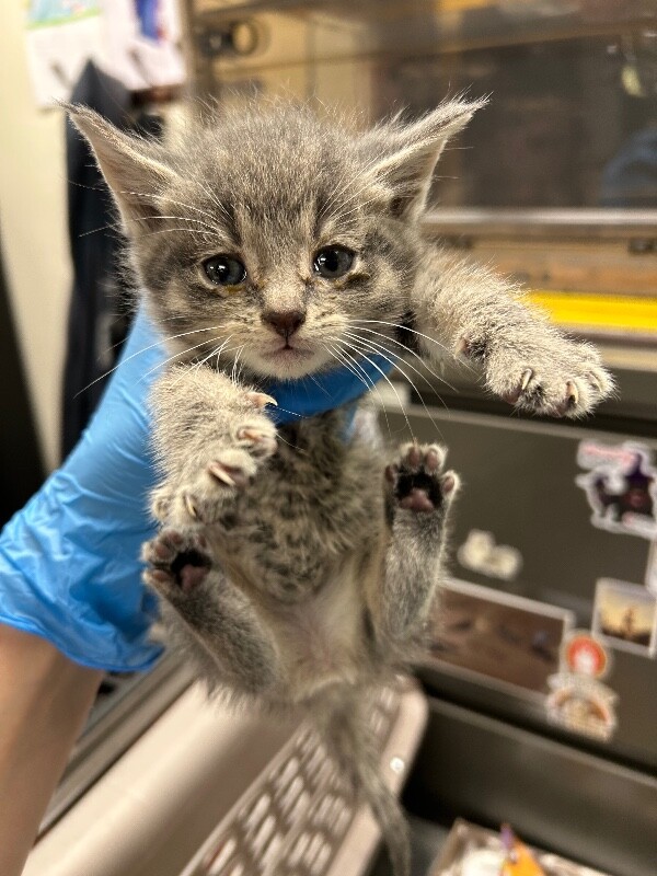 Picture of the Animal Listed
