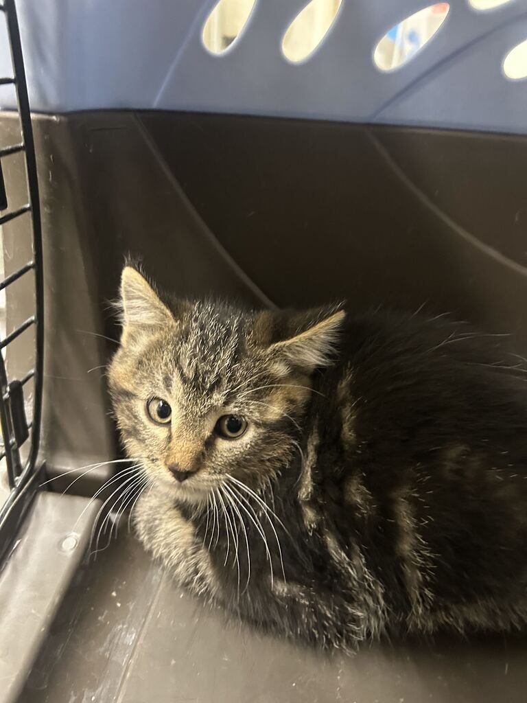 Picture of the Animal Listed