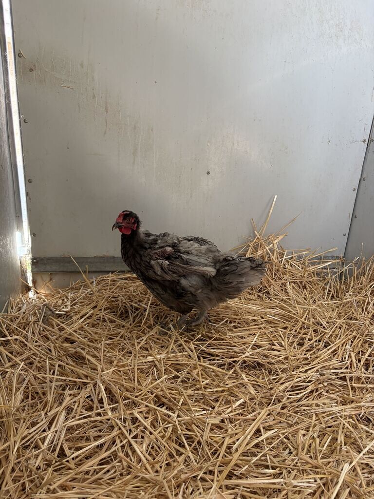 Picture of the Animal Listed
