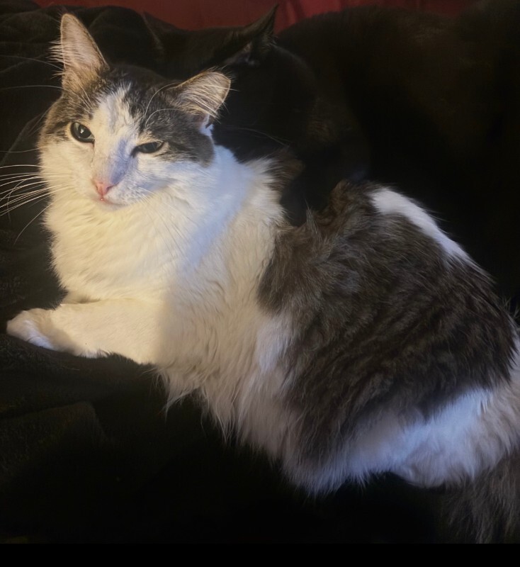 Picture of the Animal Listed