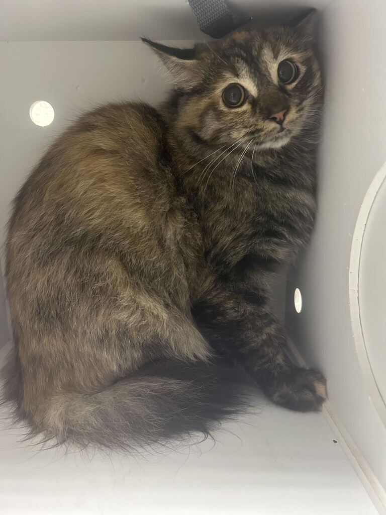 Picture of the Animal Listed