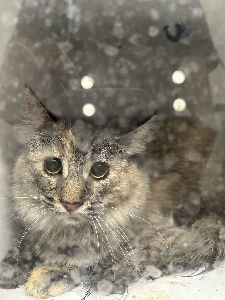 Picture of the Animal Listed
