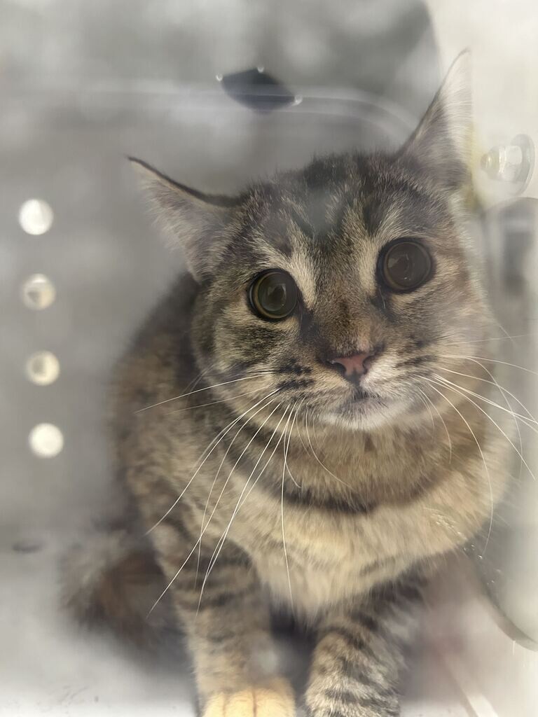 Picture of the Animal Listed