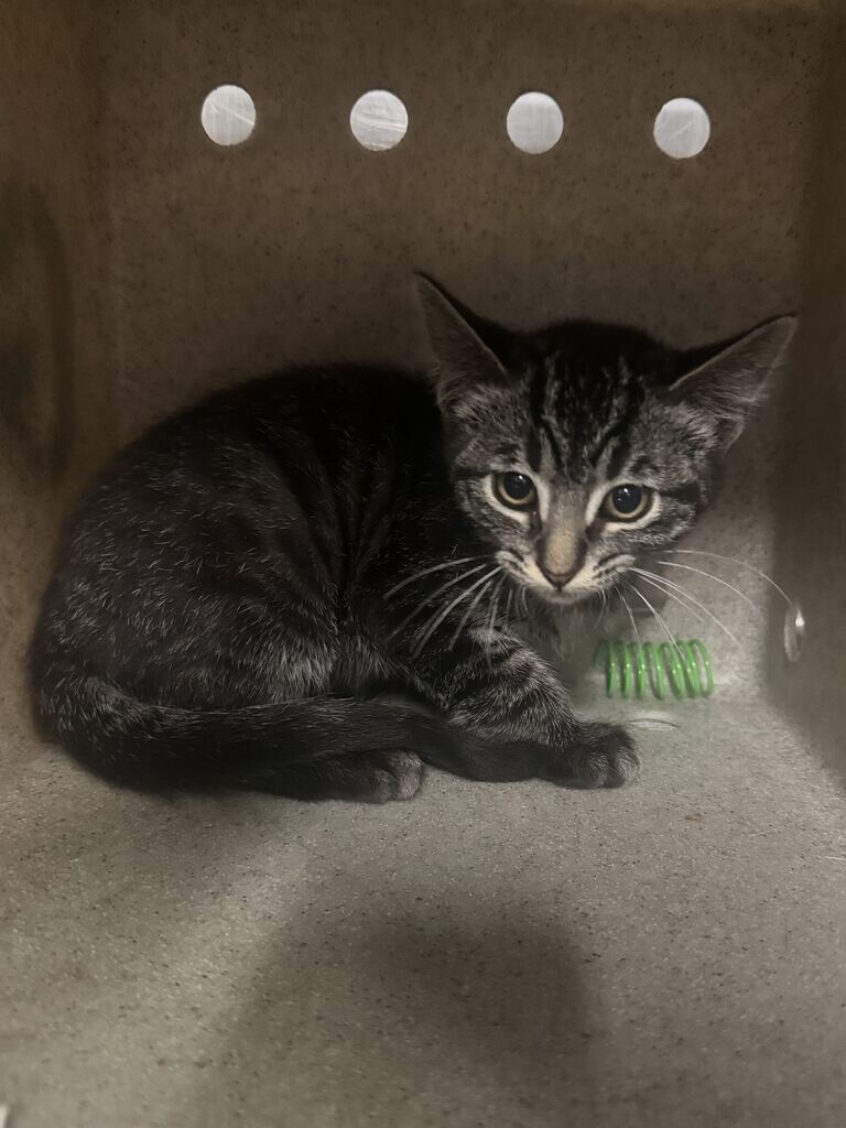 Picture of the Animal Listed