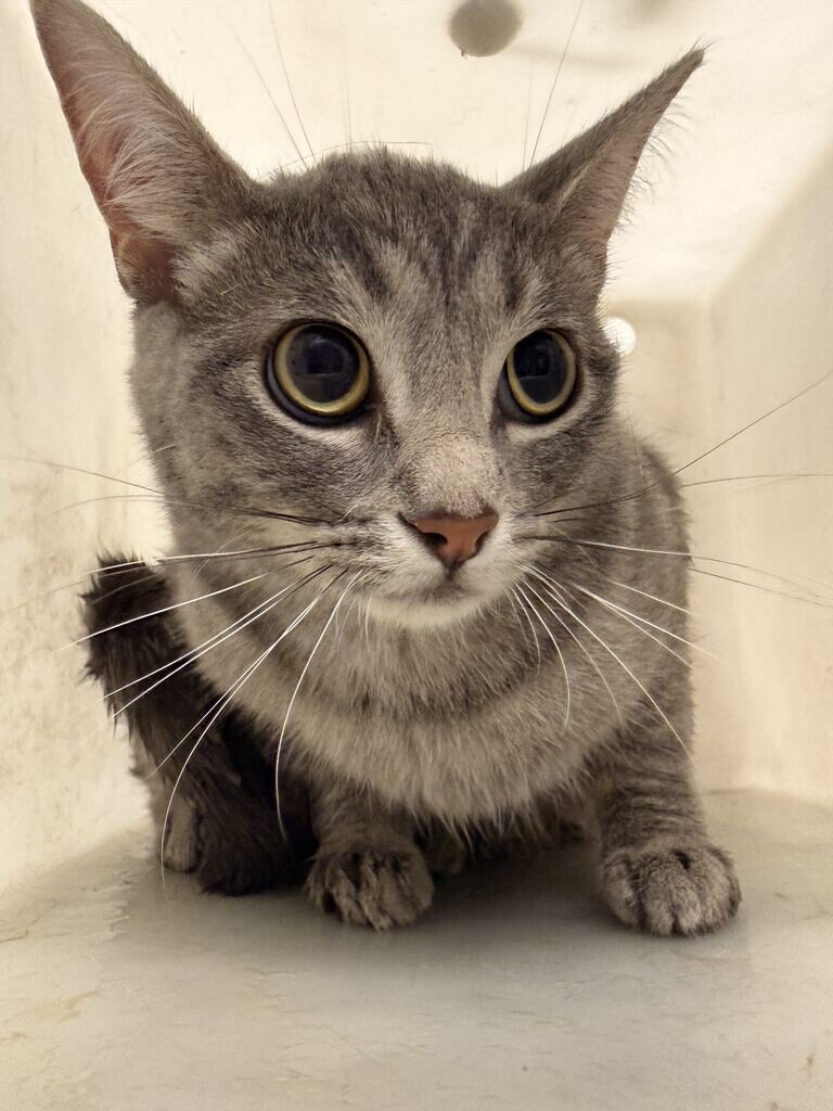 Picture of the Animal Listed