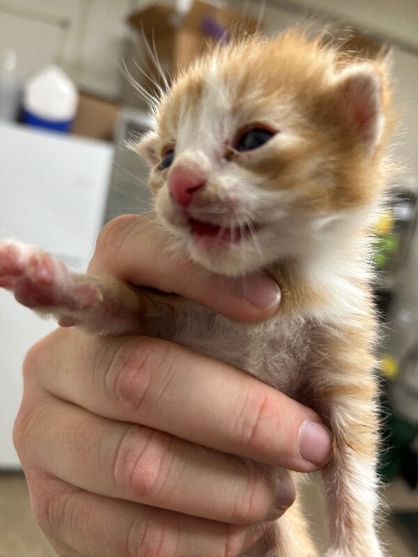 Picture of the Animal Listed