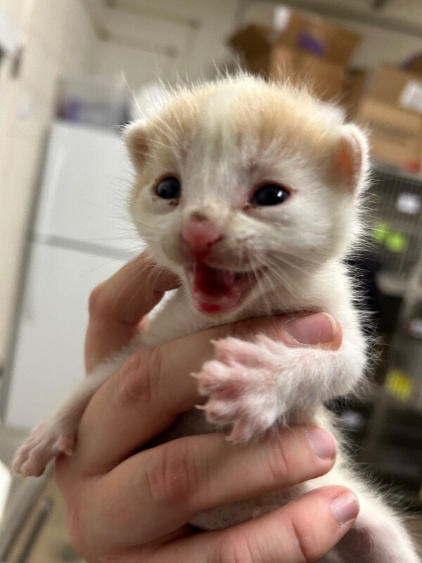 Picture of the Animal Listed