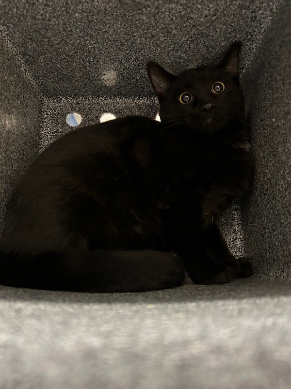 Picture of the Animal Listed