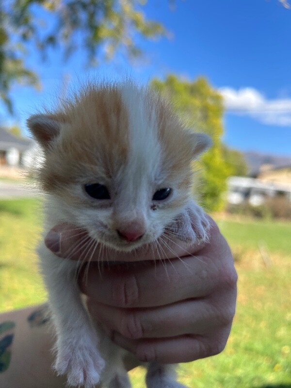 Picture of the Animal Listed