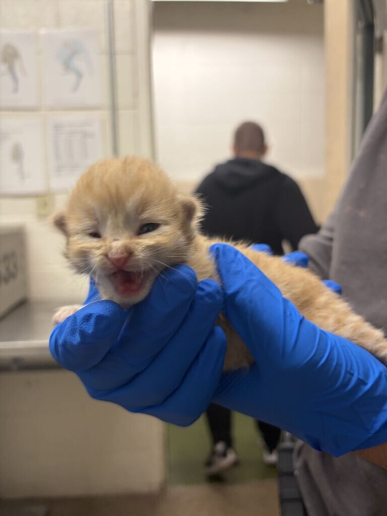 Picture of the Animal Listed