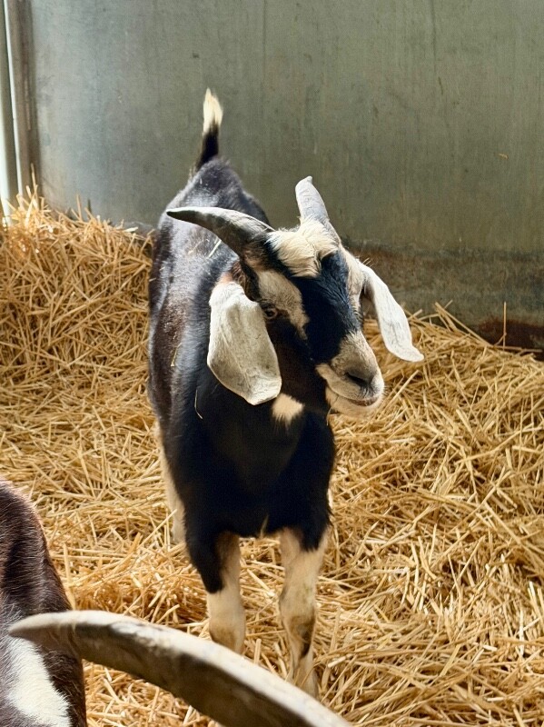 Picture of the Animal Listed