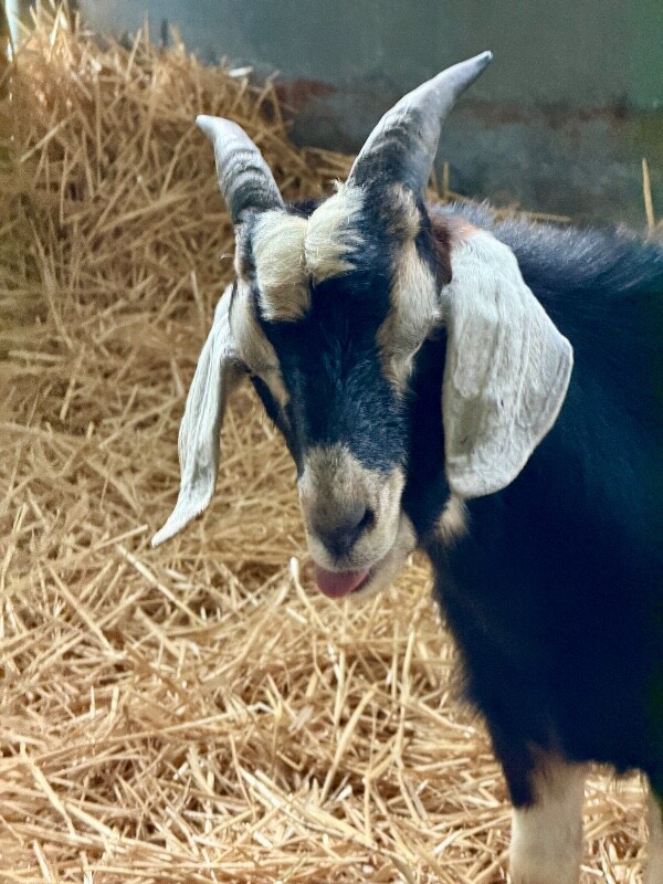 Picture of the Animal Listed