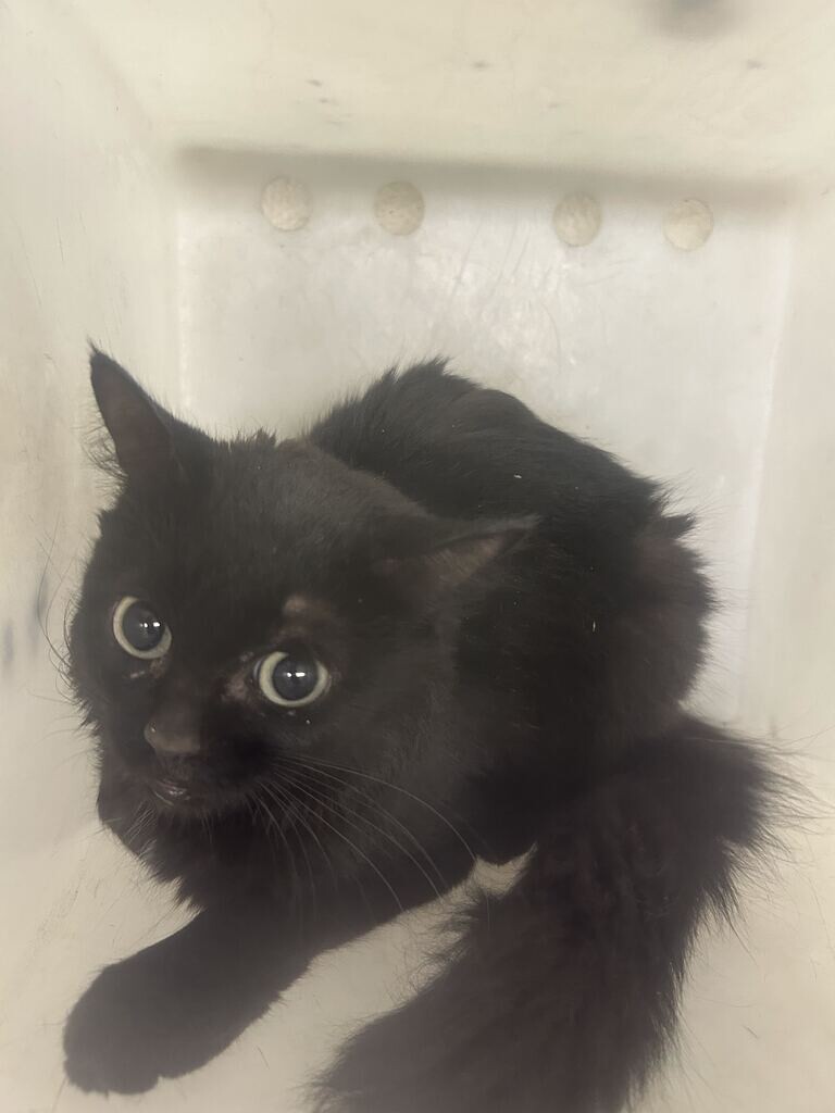 Picture of the Animal Listed