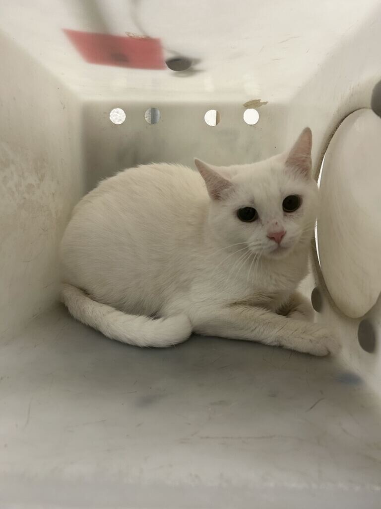 Picture of the Animal Listed