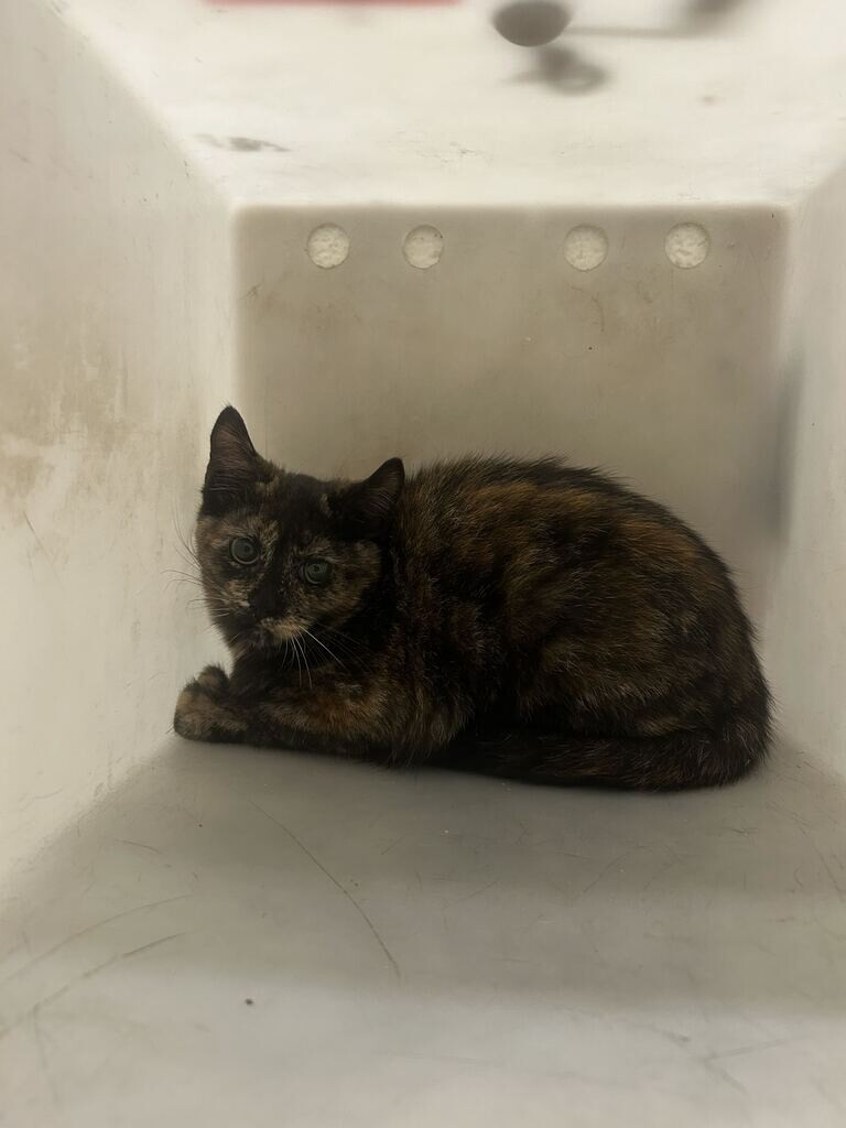 Picture of the Animal Listed