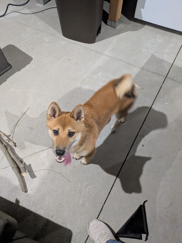Picture of the Animal Listed