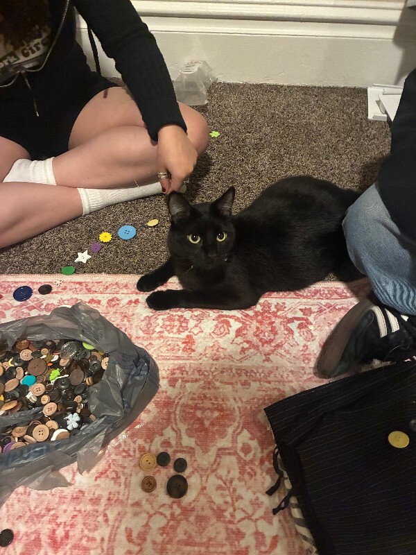 Picture of the Animal Listed