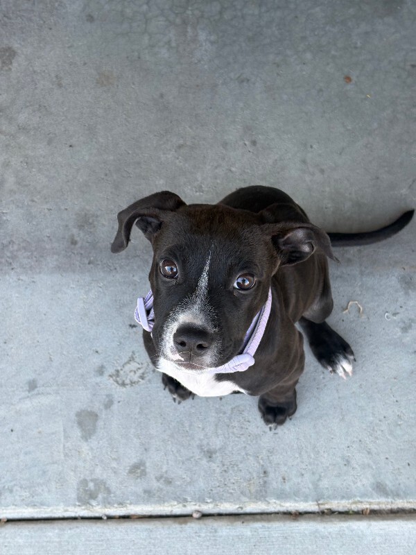 Picture of the Animal Listed