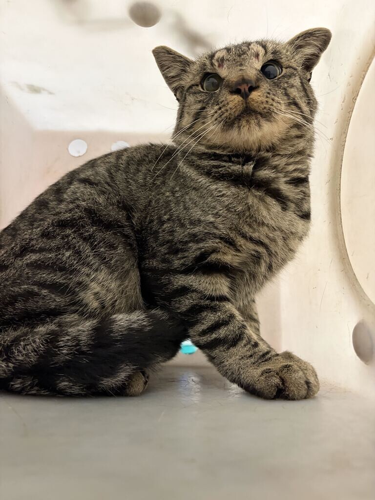 Picture of the Animal Listed