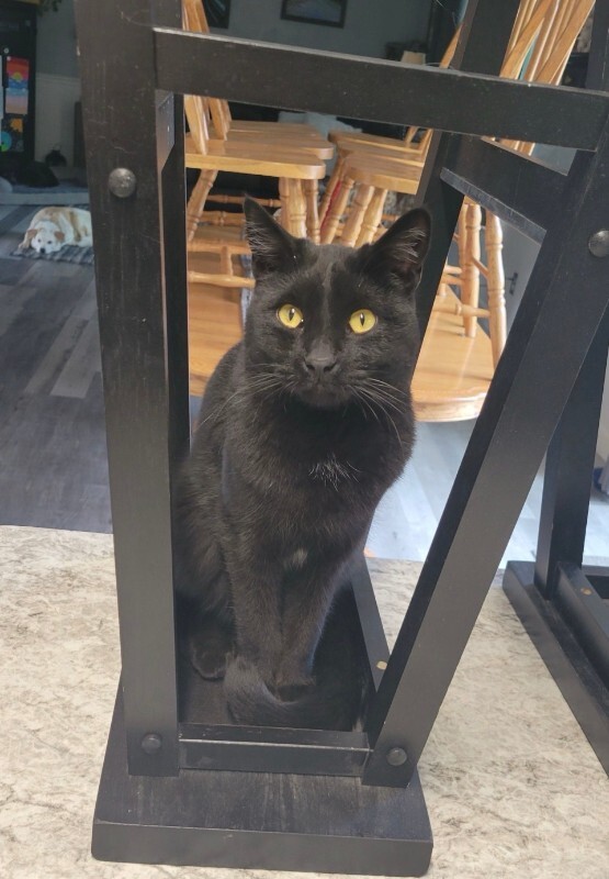 Picture of the Animal Listed