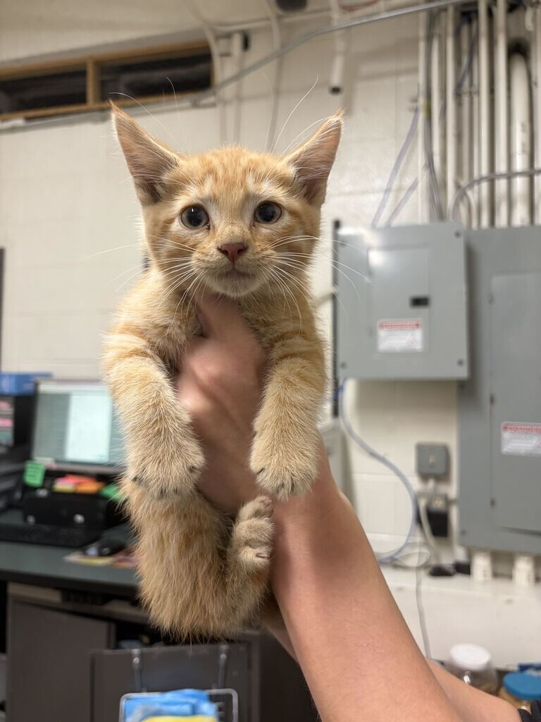 Picture of the Animal Listed