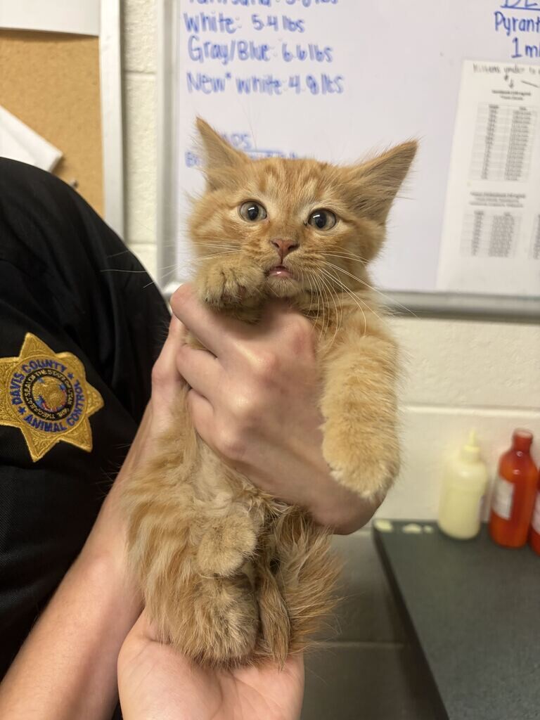 Picture of the Animal Listed