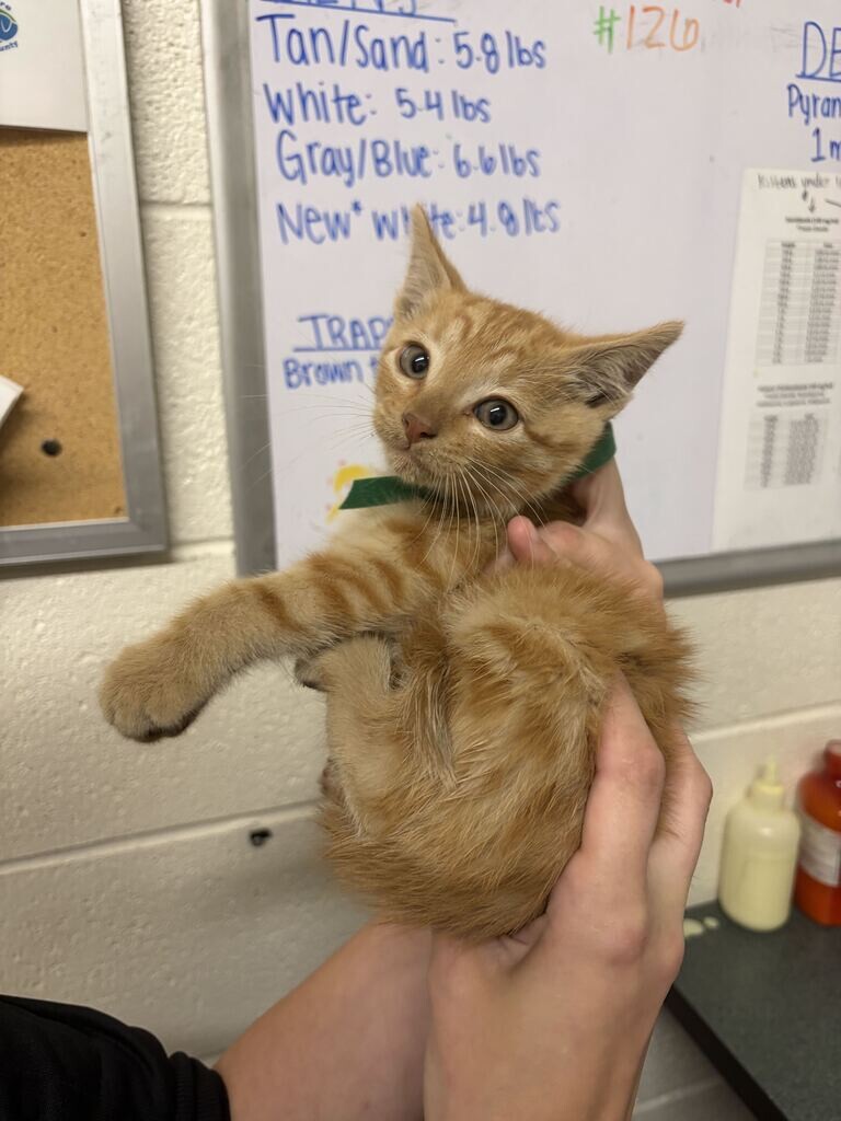Picture of the Animal Listed