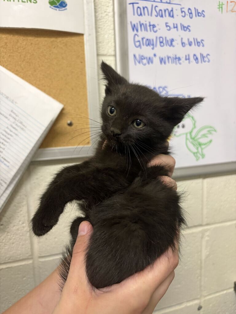 Picture of the Animal Listed