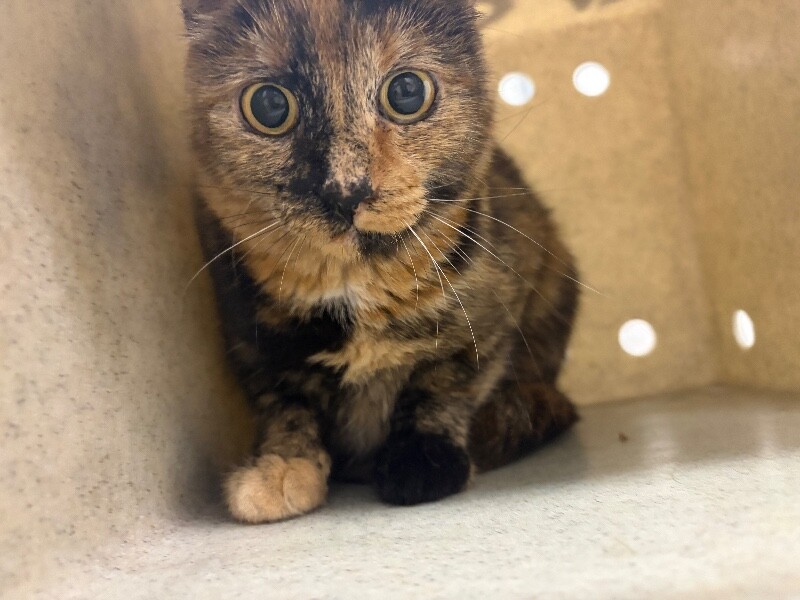 Picture of the Animal Listed