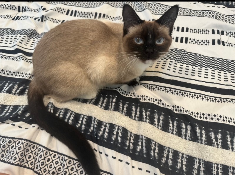 Picture of the Animal Listed