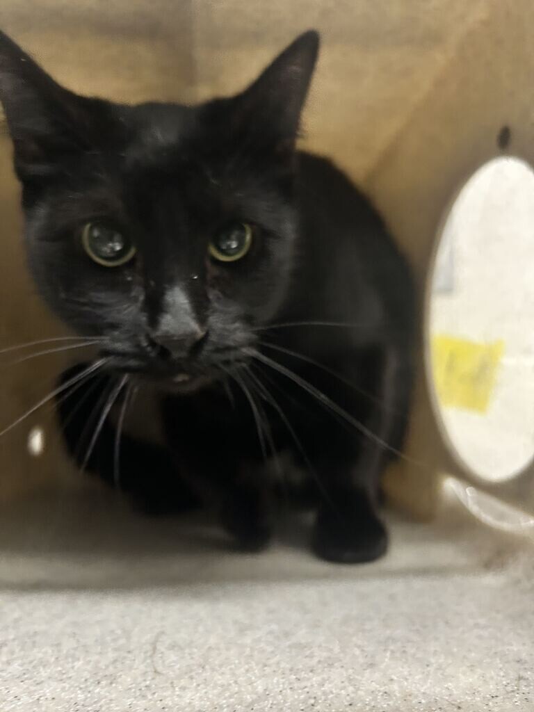 Picture of the Animal Listed