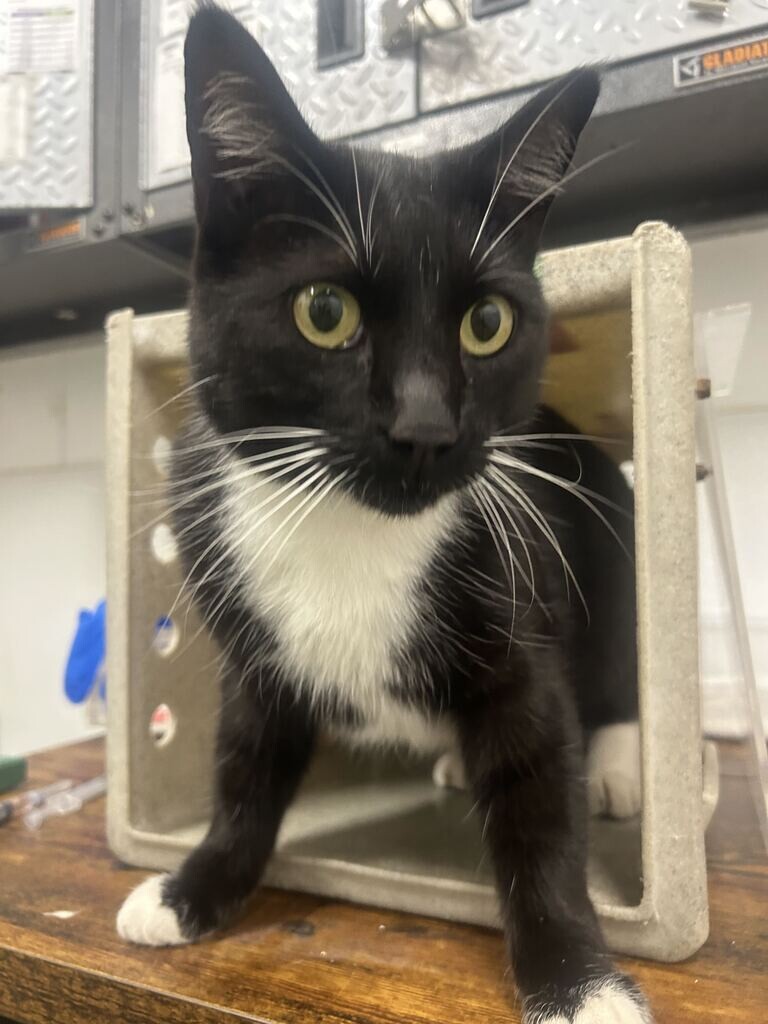 Picture of the Animal Listed