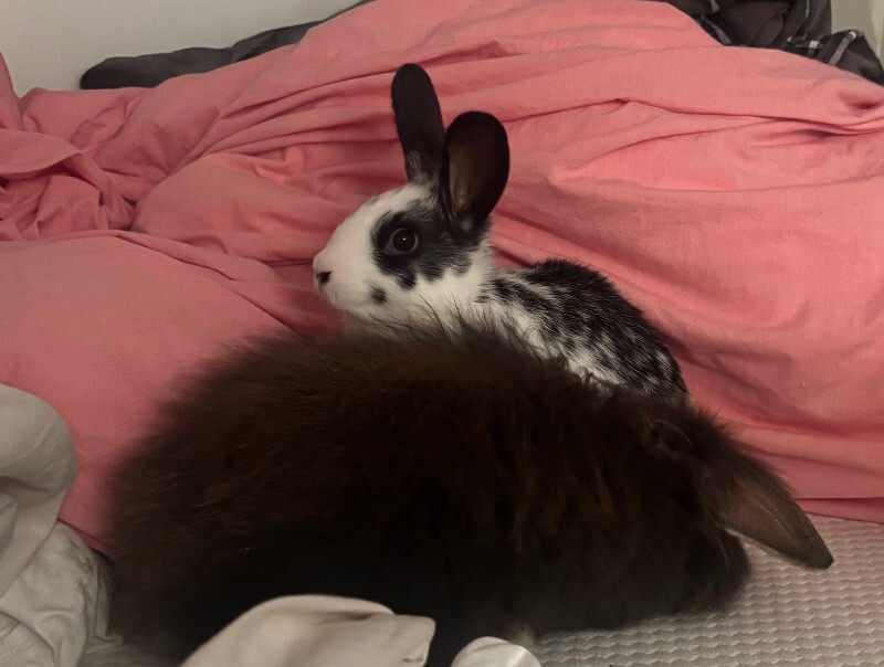 Picture of the Animal Listed