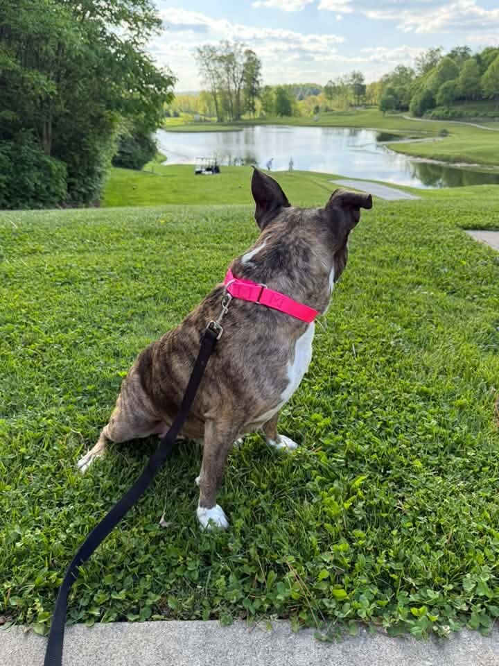 View Kiwi the Dog Photo #11