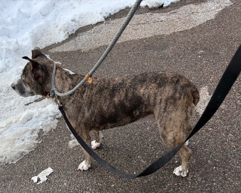 View Kiwi the Dog Photo #2