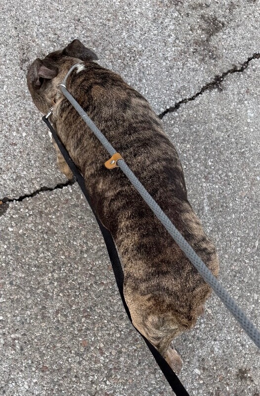 View Kiwi the Dog Photo #4