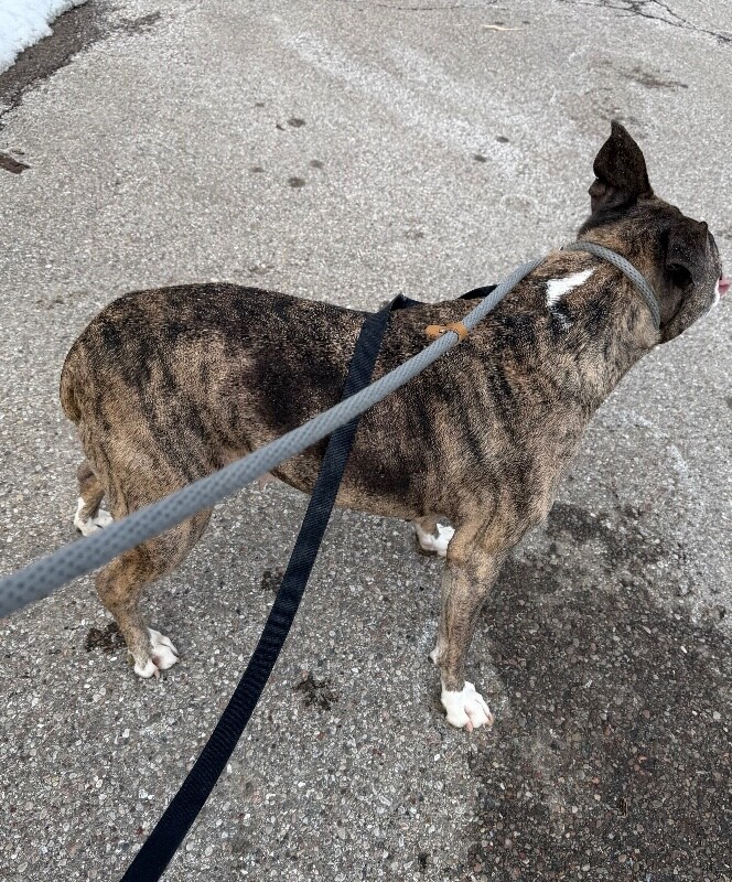 View Kiwi the Dog Photo #3