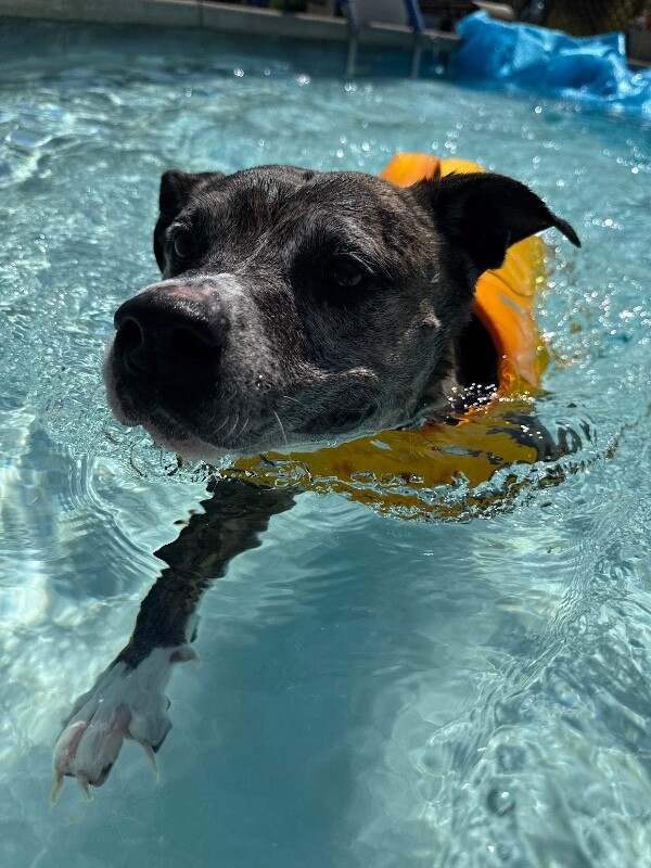View Kiwi the Dog Photo #2