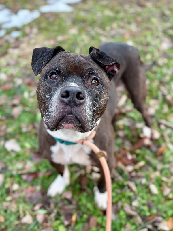 View John McClane the Dog Photo #7