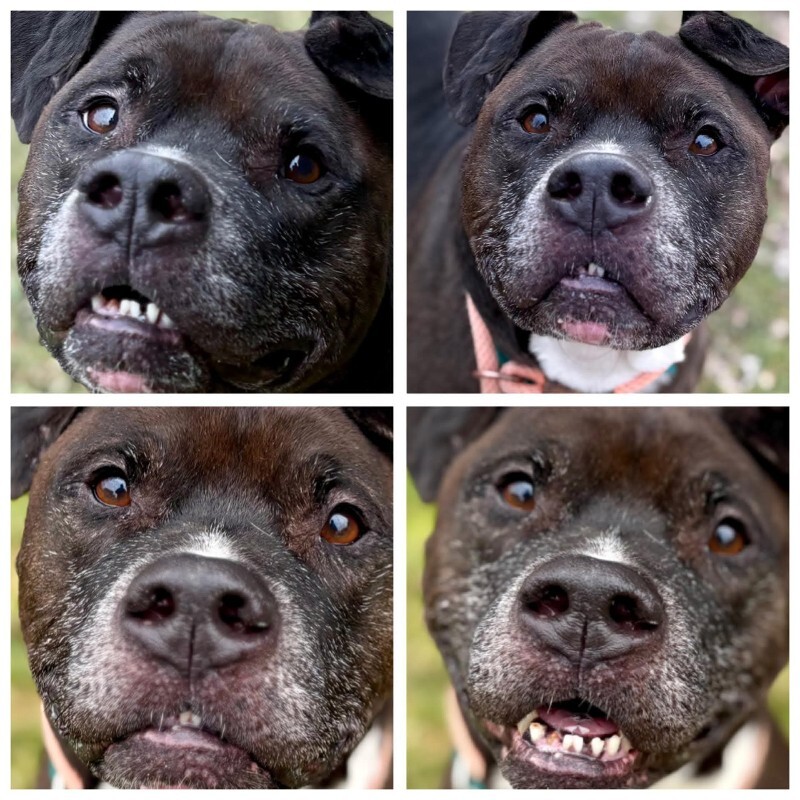 View John McClane the Dog Photo #8