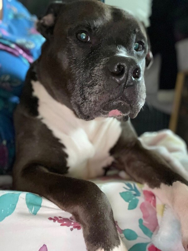 View John Mcclane the Dog Photo #21