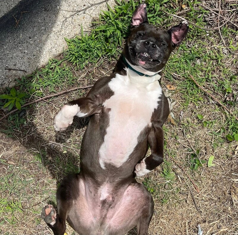 View John Mcclane the Dog Photo #3
