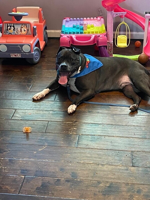 View John Mcclane the Dog Photo #19