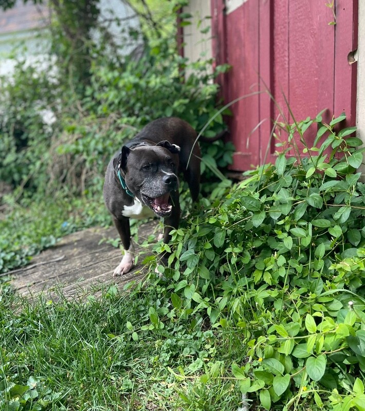 View John Mcclane the Dog Photo #23